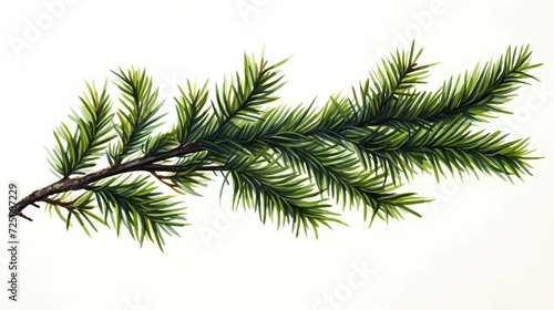 seamless background with coniferous branches pattern  coniferous  fir  