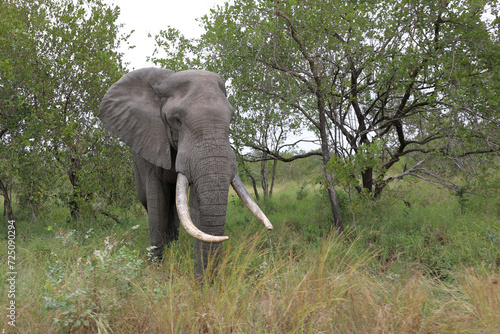 Afrikanischer Elefant   African elephant   Loxodonta africana