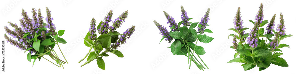 A Bunch Of Fresh Fragrant Hyssop Hyssopus Officinalis Hyperrealistic a-bunch-of-fresh-fragrant-hyssop-hyssopus-officinalis-hyperrealistic