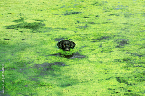 Horizontal photo of a Black Labrador Retriever Dog enjoying a swim with only its head showing in a stock pond covered with green algae.