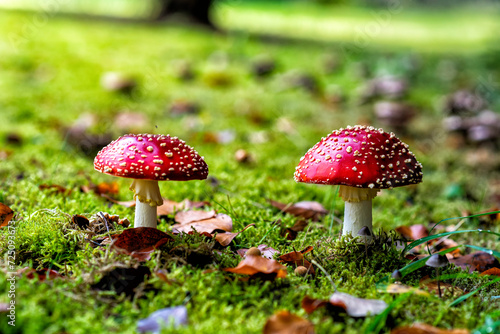 toadstool in atumn in a european forest photo