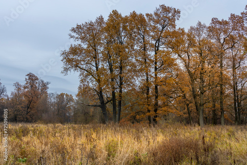 autumn in the forest, autumn oak trees in cloudy weather