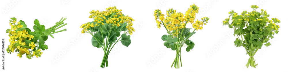 A Bunch Of Fresh Fragrant mustard plant Hyperrealistic Highly Detailed Isolated On Transparent Background Png File White Background Photo Realistic Image