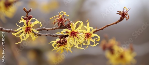 The hybrid witch hazel, Hamamelis x intermedia, belongs to the plant family Hamamelidaceae and is known for its flowers.