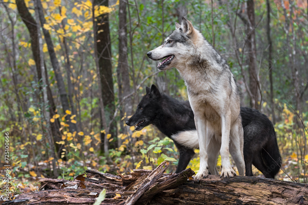 Grey Wolf (Canis lupus) Stands on Log in Front of Black Wolf Autumn