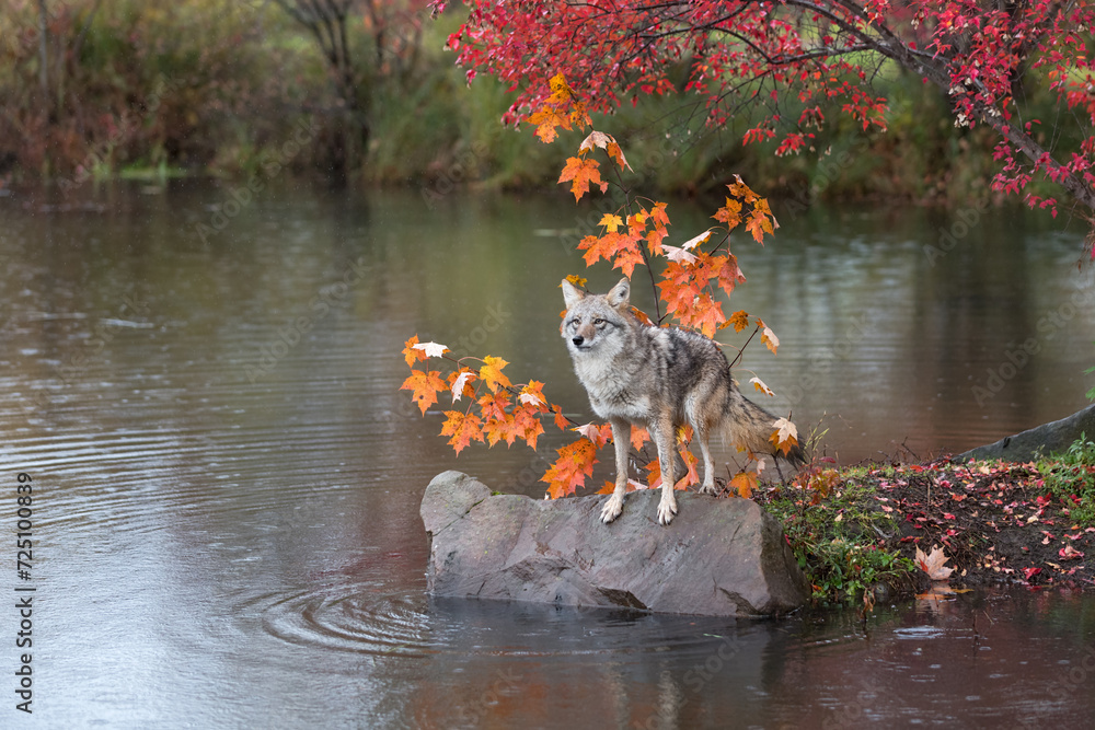 Coyote (Canis latrans) Teeters on Rock Edge in Rain Autumn