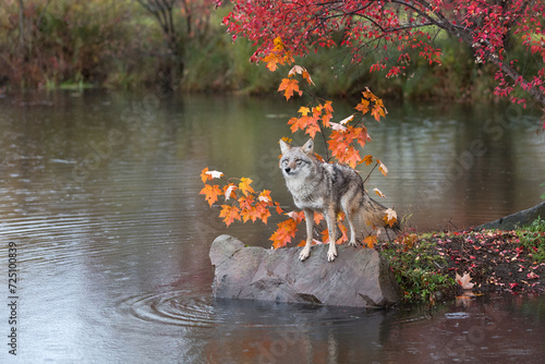 Obraz na płótnie Coyote (Canis latrans) Teeters on Rock Edge in Rain Autumn w salonie