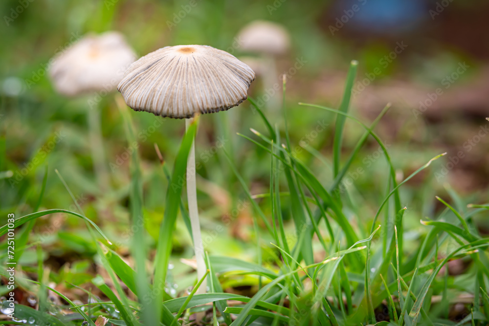 Pleated Inkcap (parasola plicatilis) which grows well in a garden Pleated Inkcap (parasola plicatilis) which grows well in a garden
