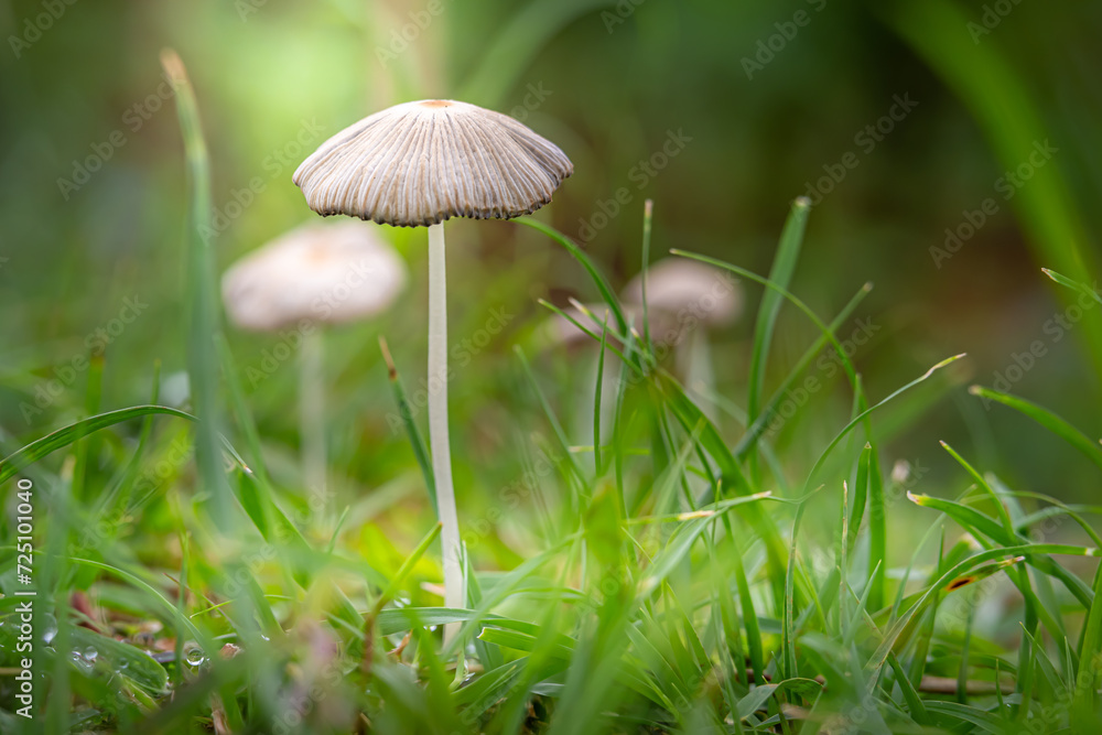 Pleated Inkcap (parasola plicatilis) which grows well in a garden Pleated Inkcap (parasola plicatilis) which grows well in a garden
