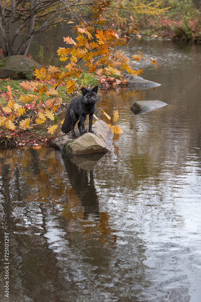 Silver Fox (Vulpes vulpes) Looks Out From Rock Reflected Autumn