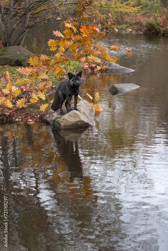 Obraz na płótnie Silver Fox (Vulpes vulpes) Looks Out From Rock Reflected Autumn w salonie