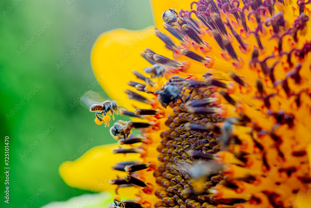 Obraz premium bees (hoverflies) looking for honey in sunflowers