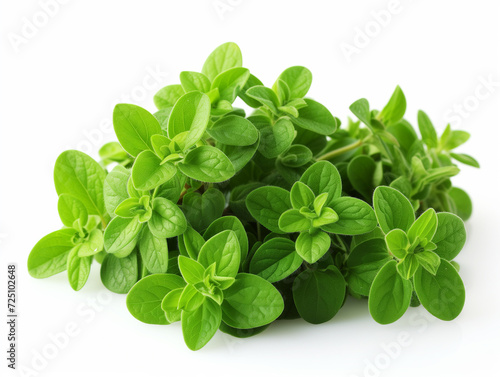 Fresh oregano isolated on white background 