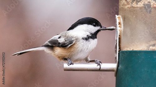 A determined tiny Black-capped Chickadee (Poecile atricapillus) snatching a whole sunflower seed with its beak from an urban backyard birdfeeder. Long Island, New York, USA photo