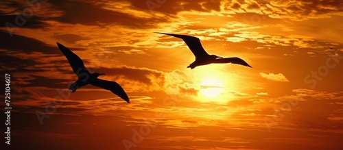 Two frigate birds fly side by side during a sunset in Santa Cruz, Galapagos Islands. photo