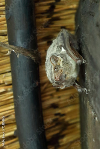 Mauritius-Grabfledermaus / Mauritian tomb bat / Taphozous mauritianus photo