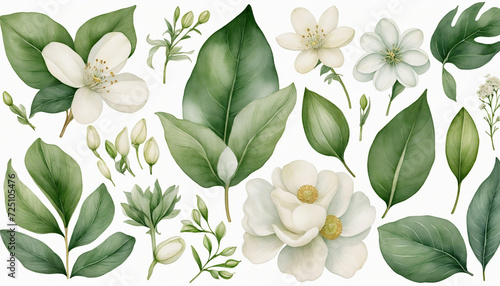 Watercolor collection of white flowers and green leaves on a white background