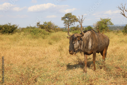 Fototapeta Naklejka Na Ścianę i Meble -  Streifengnu / Blue wildebeest / Connochaetes taurinus