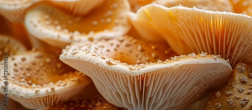 Mushroom texture blooming on top of a mushroom background