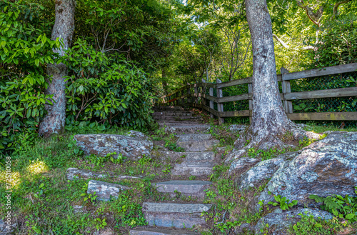 path in the woods