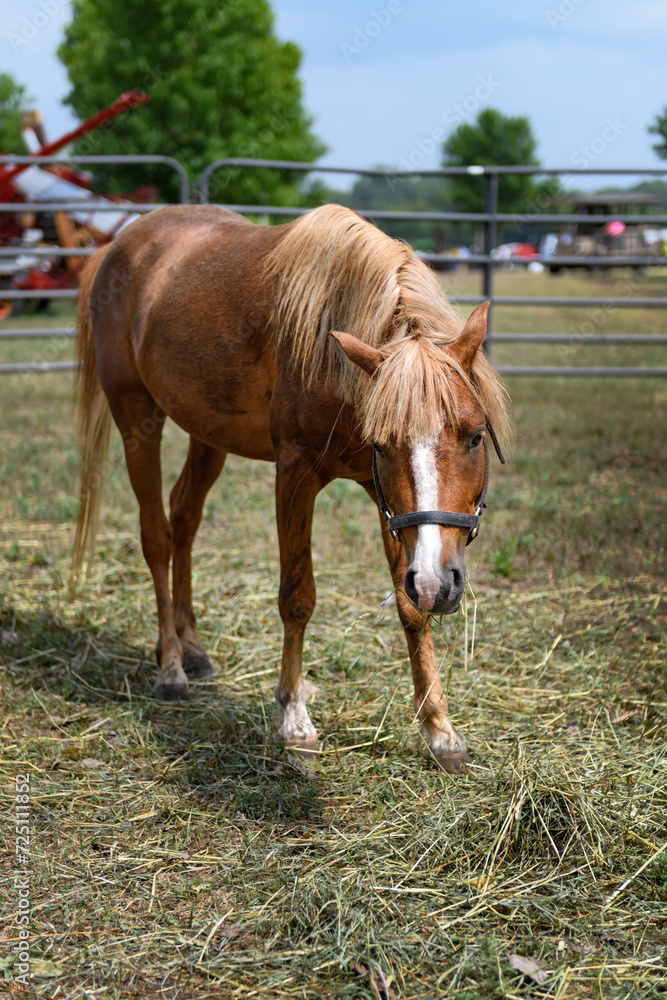 Horse Chewing on Hay and Straw in Corral Horse Chewing on Hay and Straw in Corral