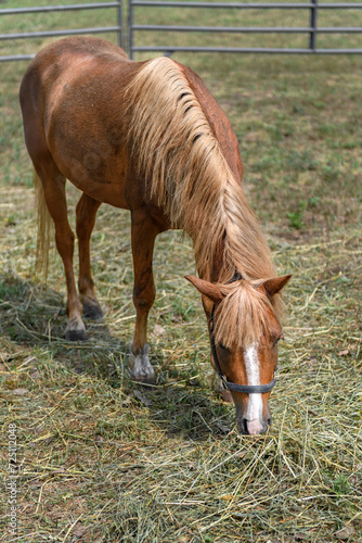 Horse Head Down Eating in Corral