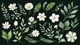 White flowers and green leaves watercolor collection isolated on dark background