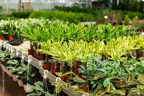 Cuadro en lienzo Potted houseplants in salesroom of floral shop or garden center.