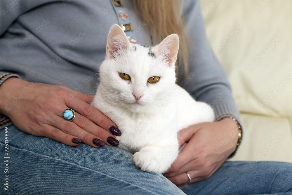 Female hands with beautiful white cat