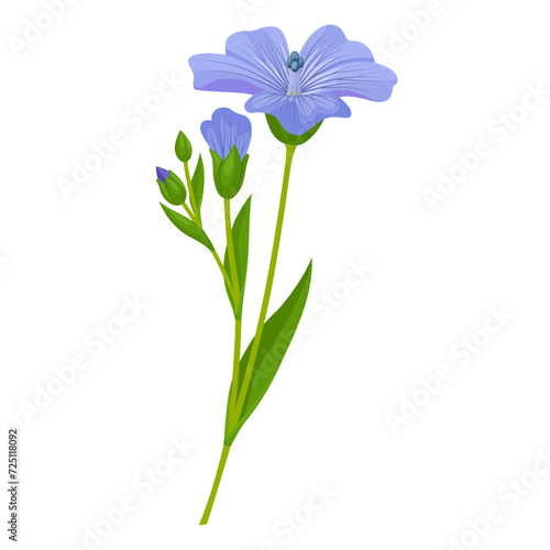 Vector illustration, Flax, also known as common flax or linseed, isolated on white background.