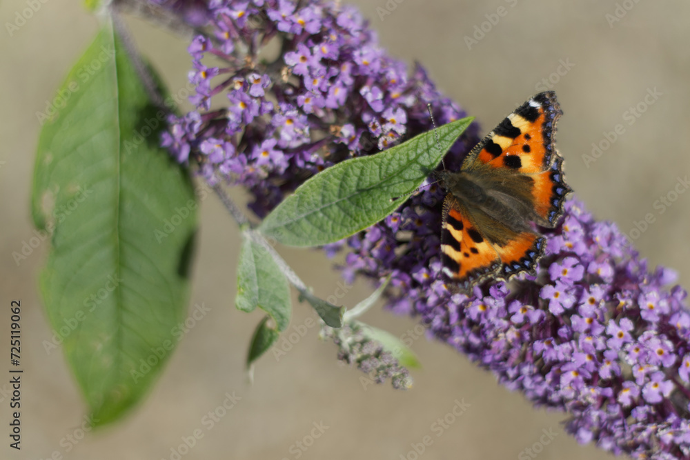 butterfly on flower buddleja purple single closeup. butterfly on flower buddleja purple single closeup.