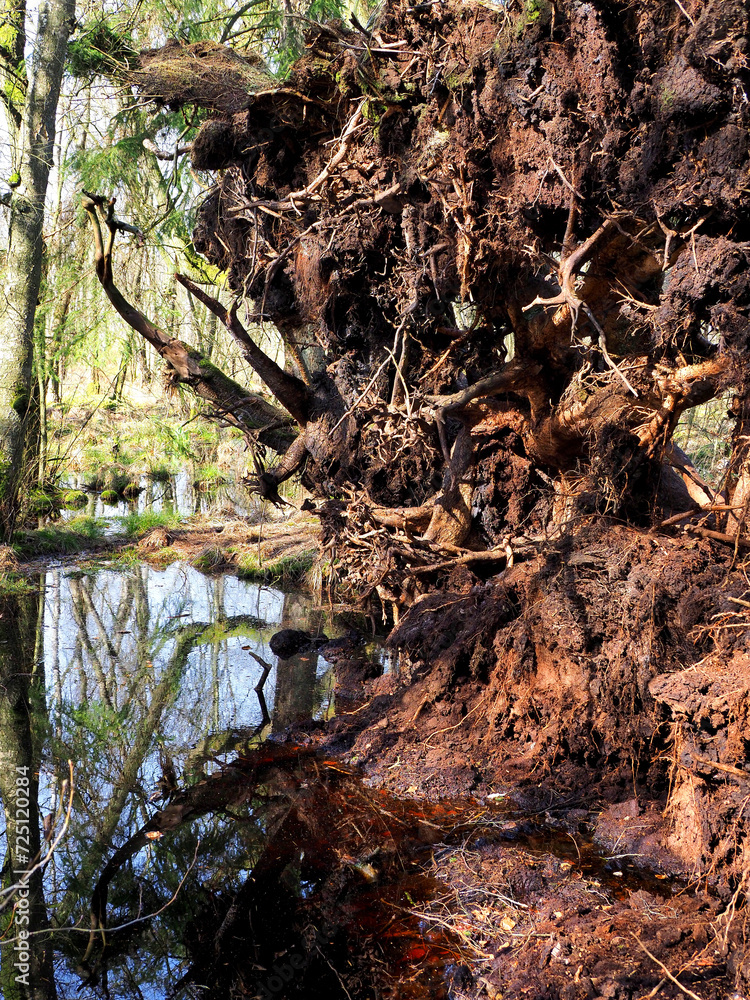 Fototapeta premium Felmer Moor, umgestürzter Baum