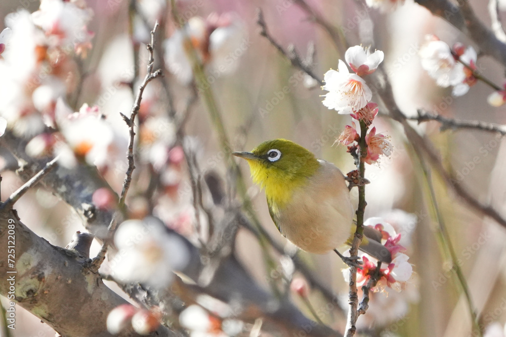 white eye on a plum flower