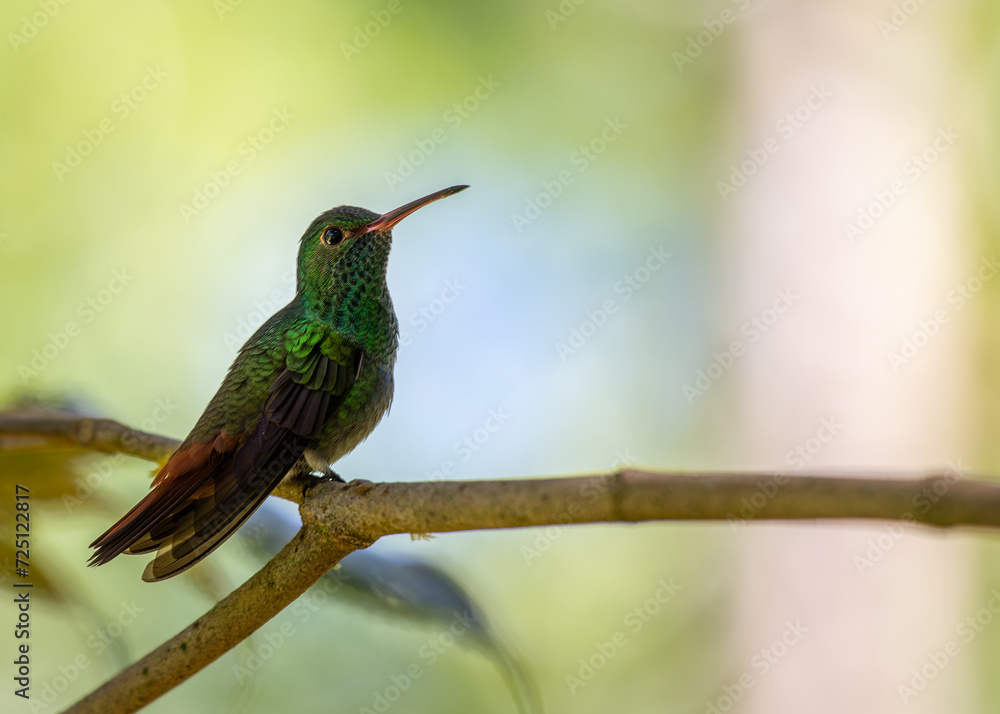 Fototapeta premium Rufous-tailed Hummingbird (Amazilia tzacatl) in Central America