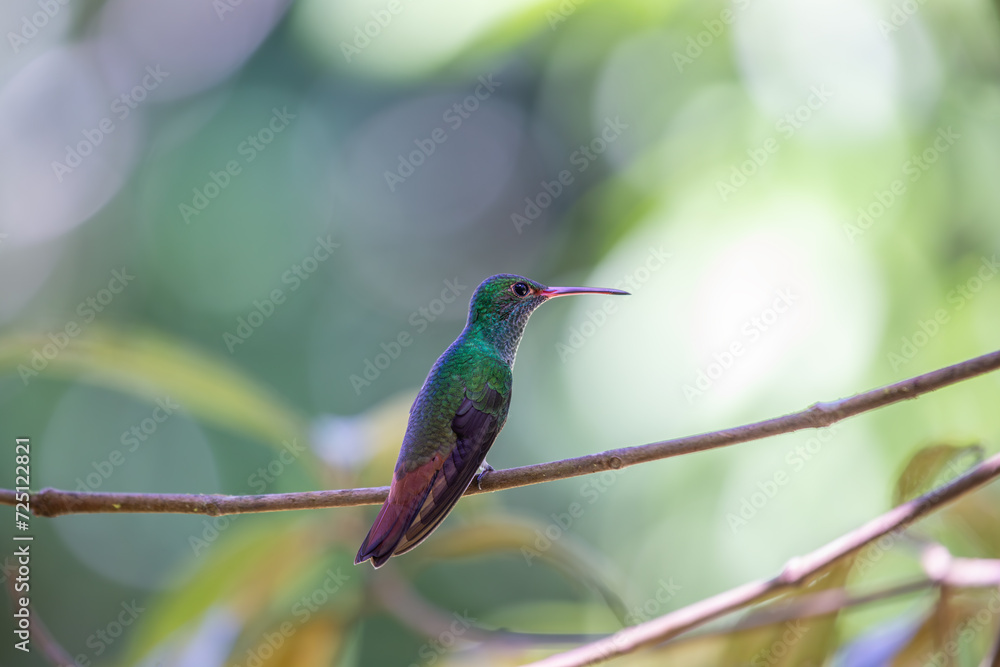 Fototapeta premium Rufous-tailed Hummingbird (Amazilia tzacatl) in Central America