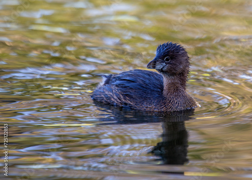 Pied-billed Grebe (Podilymbus podiceps) in North America photo