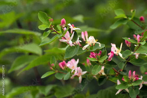 Branch of Tatarian honeysuckle with pink bloom and green leaves.