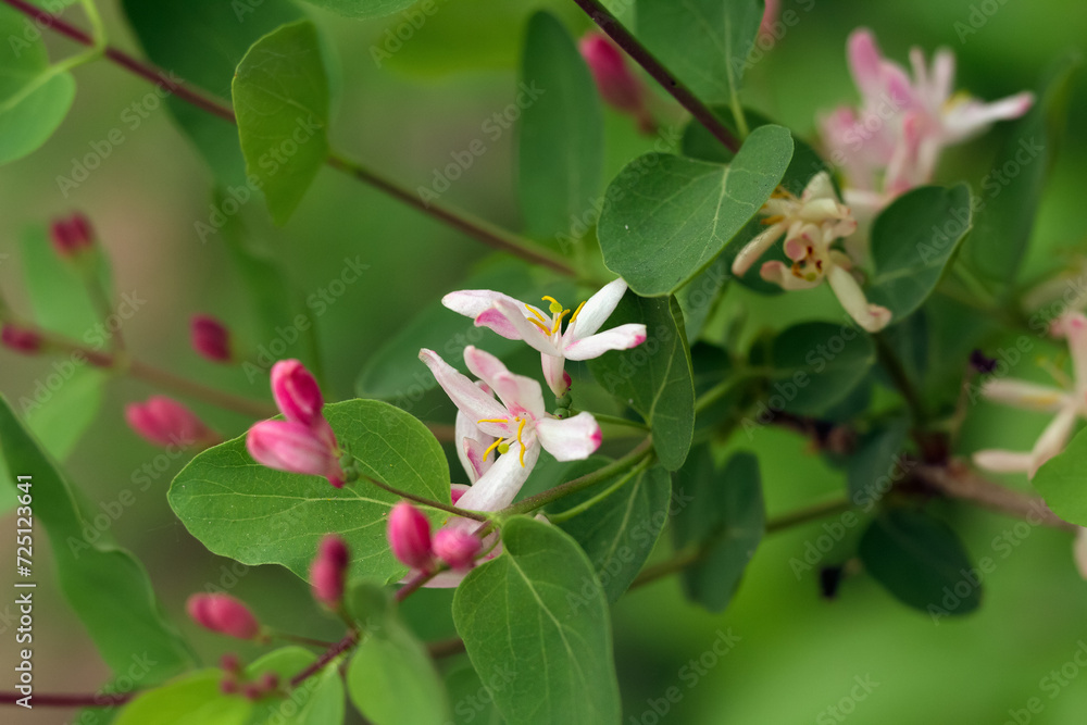 Branch of Tatarian honeysuckle with pink bloom and green leaves. Branch of Tatarian honeysuckle with pink bloom and green leaves.