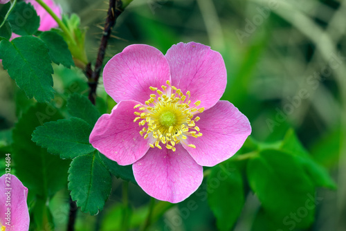 Pink fragrant flowers of Wild rose with green foliage.