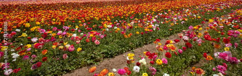 Multi colored field of ranunculus flowers in southern California United States