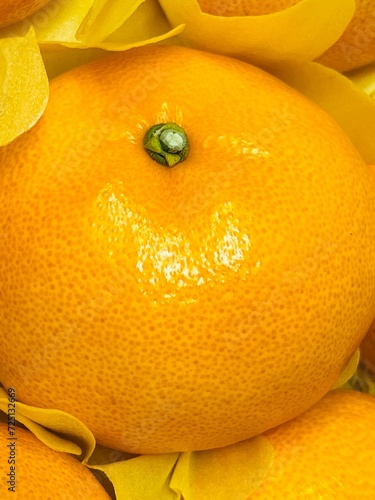 Cheonhyehyang Jeju orange setoka citrus