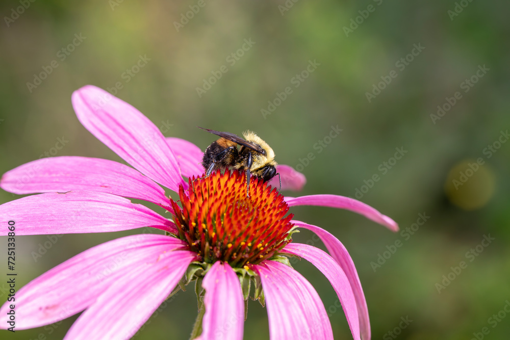 A bumblebee pollinating a echinacea flower. A bumblebee pollinating a echinacea flower.