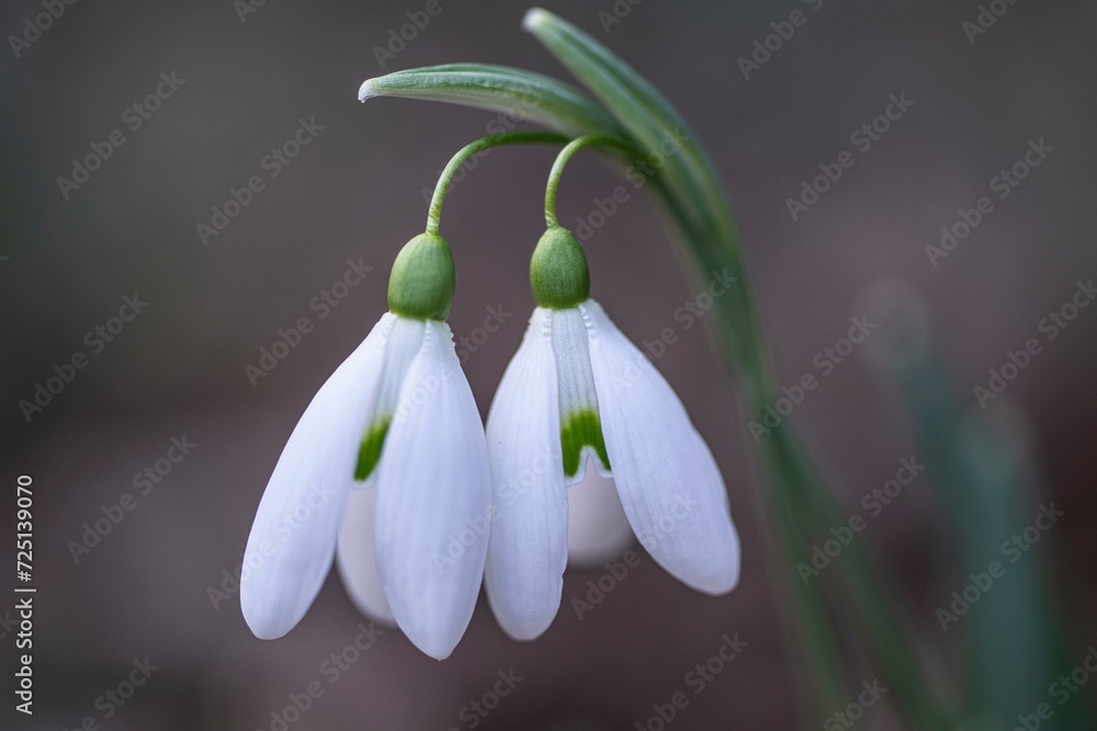 Snowdrop (Galanthus nivalis), Emsland, Lower Saxony, Germany, Europe Snowdrop (Galanthus nivalis), Emsland, Lower Saxony, Germany, Europe