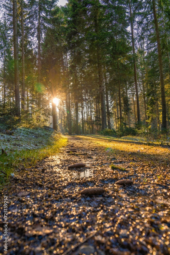 Morning sun reflected on a damp forest path with vivid colours, Unterhaugstett, Black Forest, Germany, Europe Morning sun reflected on a damp forest path with vivid colours, Unterhaugstett, Black Forest, Germany, Europe