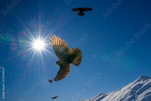 Alpine chough (Pyrrhocorax graculus) in flight, Belalp, Naters, Brig, Canton Valais, Switzerland, Europe photo