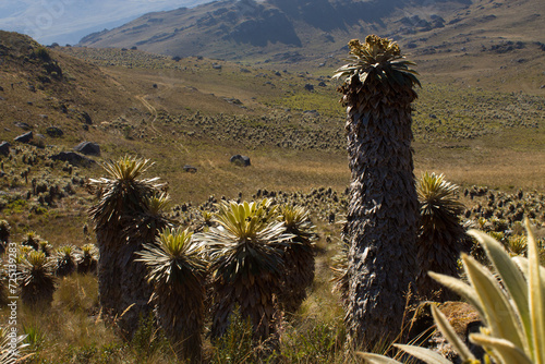 Panoramic view of a páramo with different species of frailejones plants in summer.