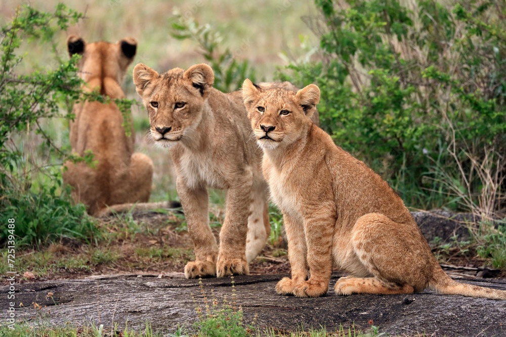 Lion (Panthera leo), cubs, three, siblings, vigilant, Sabi Sand Game Reserve, Kruger National Park, Kruger National Park, South Africa, Africa Lion (Panthera leo), cubs, three, siblings, vigilant, Sabi Sand Game Reserve, Kruger National Park, Kruger National Park, South Africa, Africa