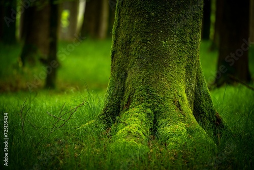Moss-covered tree in forest meadow, Eppishausen, Unterallgaeu, Bavaria, Germany, Europe photo