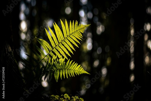 Fern (Polypodiopsida) backlit with forest in the background, Mindelheim, Unterallgaeu, Bavaria, Germany, Europe photo