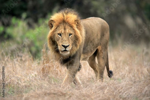 Lion (Panthera leo), adult, male, stalking, vigilant, Sabi Sand Game Reserve, Kruger National Park, Kruger National Park, South Africa, Africa photo